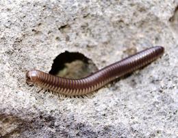 millipede